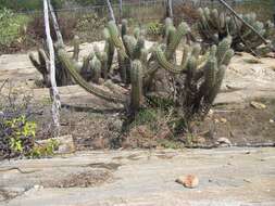 Plancia ëd Pilosocereus polygonus (Lam.) Byles & G. D. Rowley