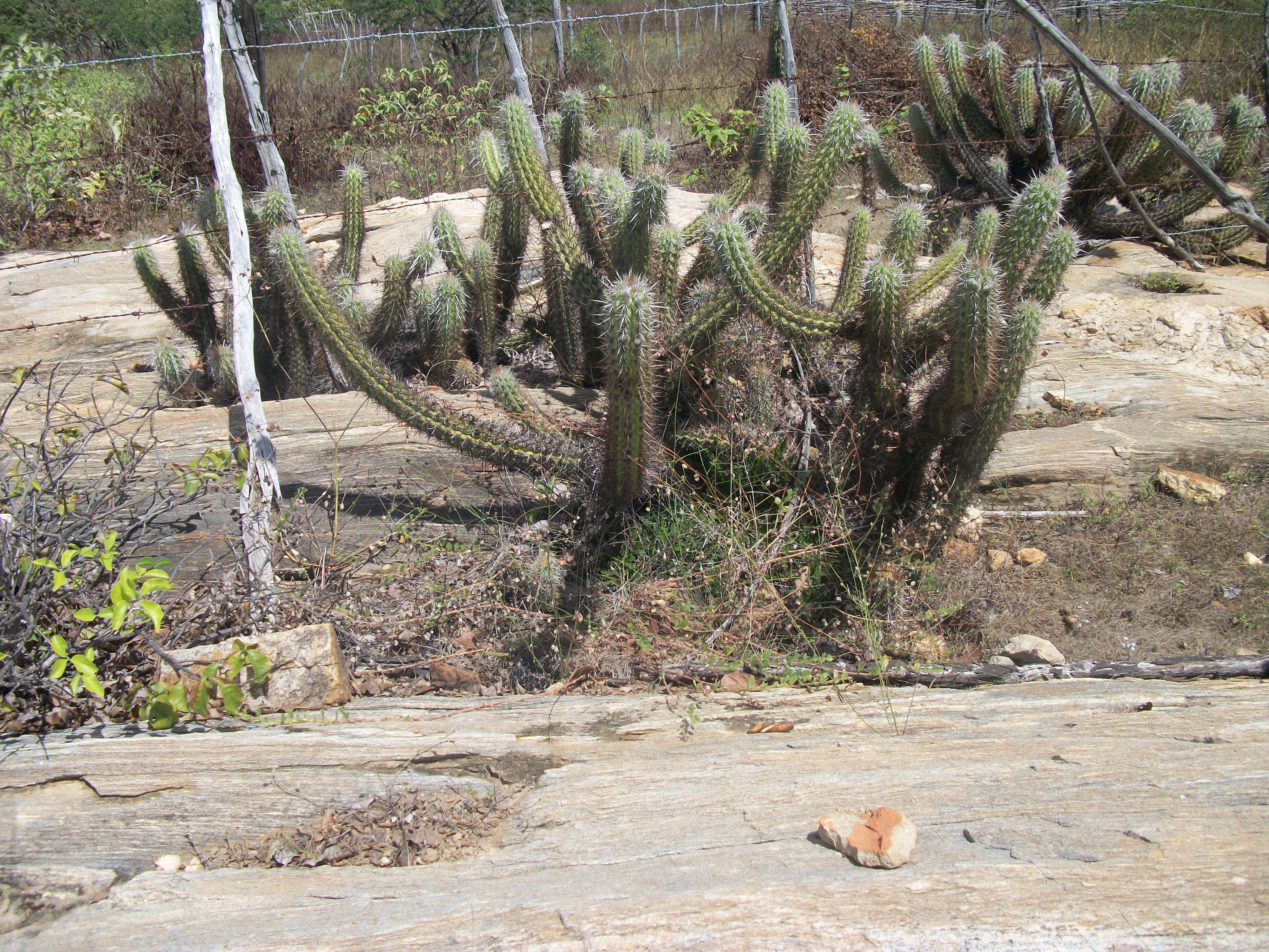 Plancia ëd Pilosocereus polygonus (Lam.) Byles & G. D. Rowley