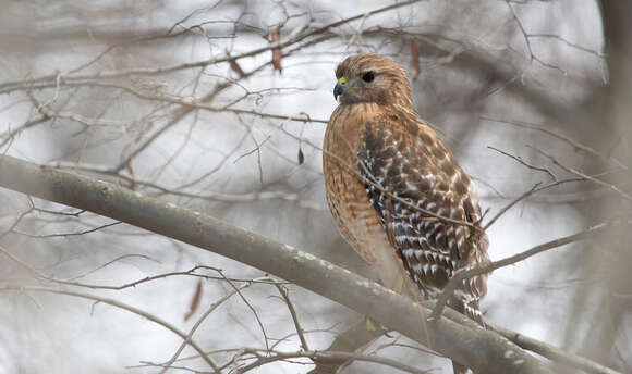 Image of Red-shouldered Hawk