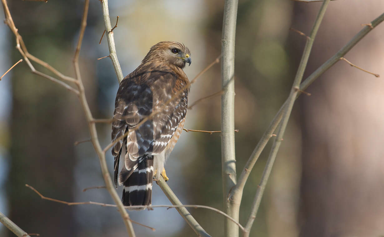 Image of Red-shouldered Hawk