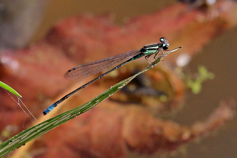 Image of Acanthagrion lancea Selys 1876