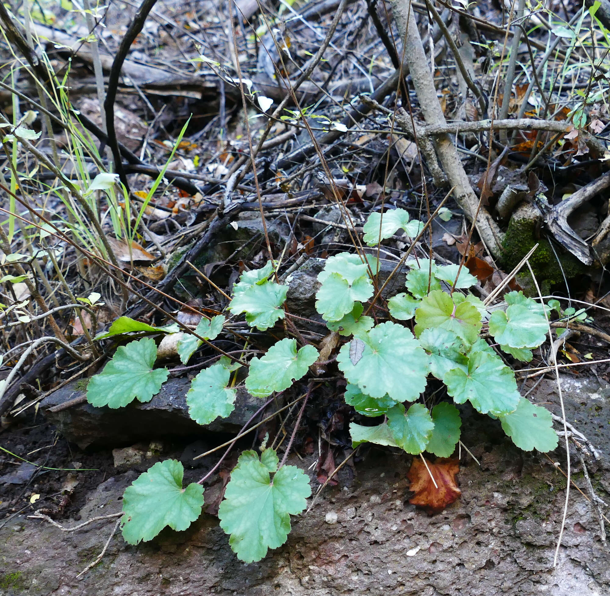 Imagem de Heuchera novomexicana Wheelock