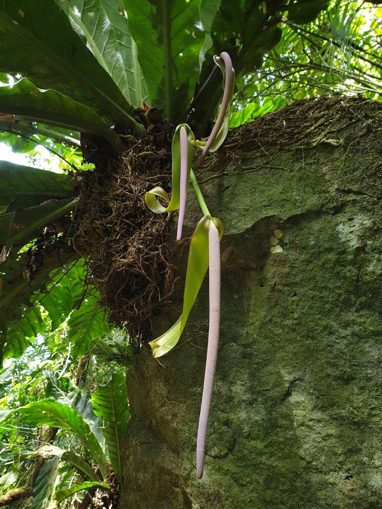 Image of Anthurium salvinii Hemsl.