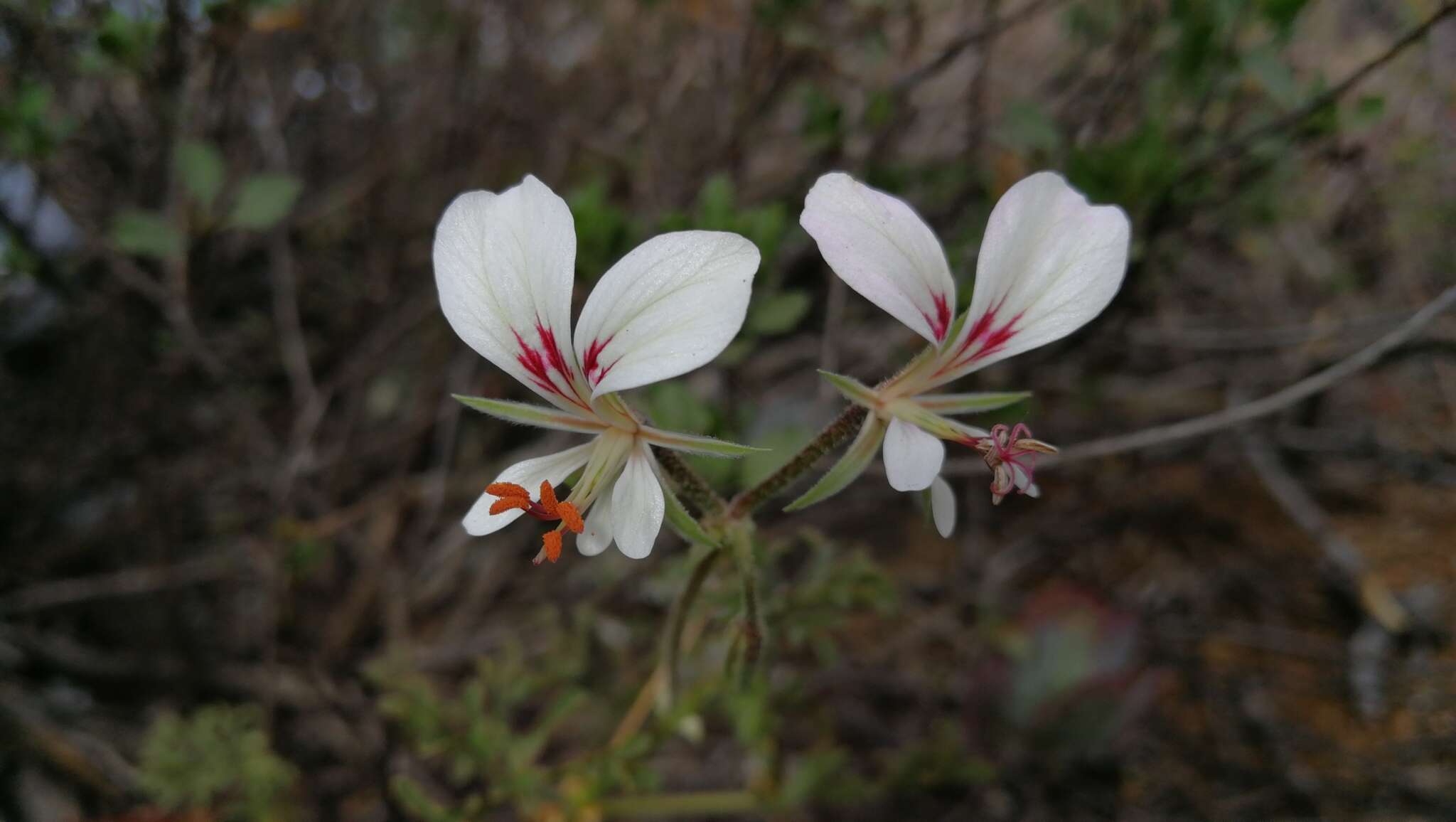 Image of Pelargonium exhibens P. Vorster