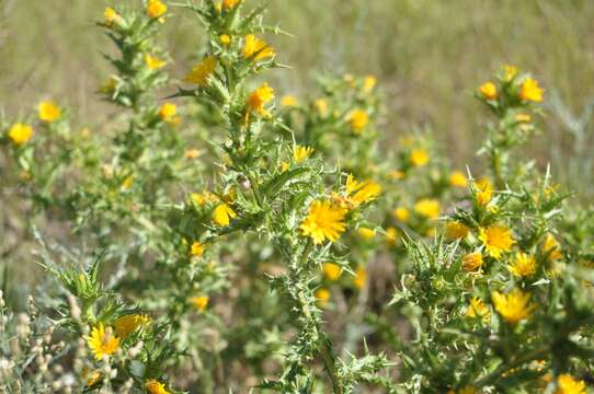 Image of goldenthistle