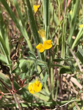 Image of Slender Bird's-foot-trefoil