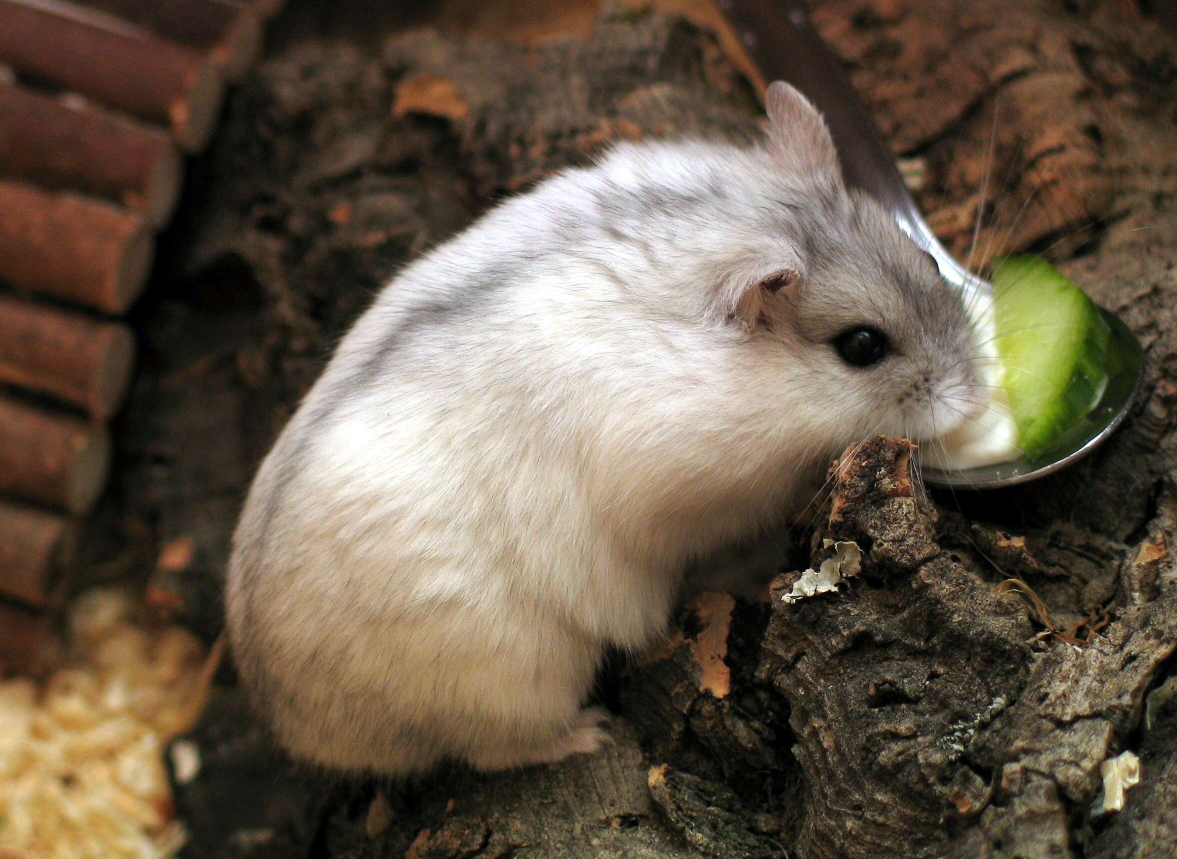 File:Pearl Winter White Russian Dwarf Hamster - Side.jpg - Wikipedia