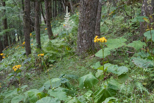 Image of summer ragwort