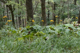 Image of summer ragwort