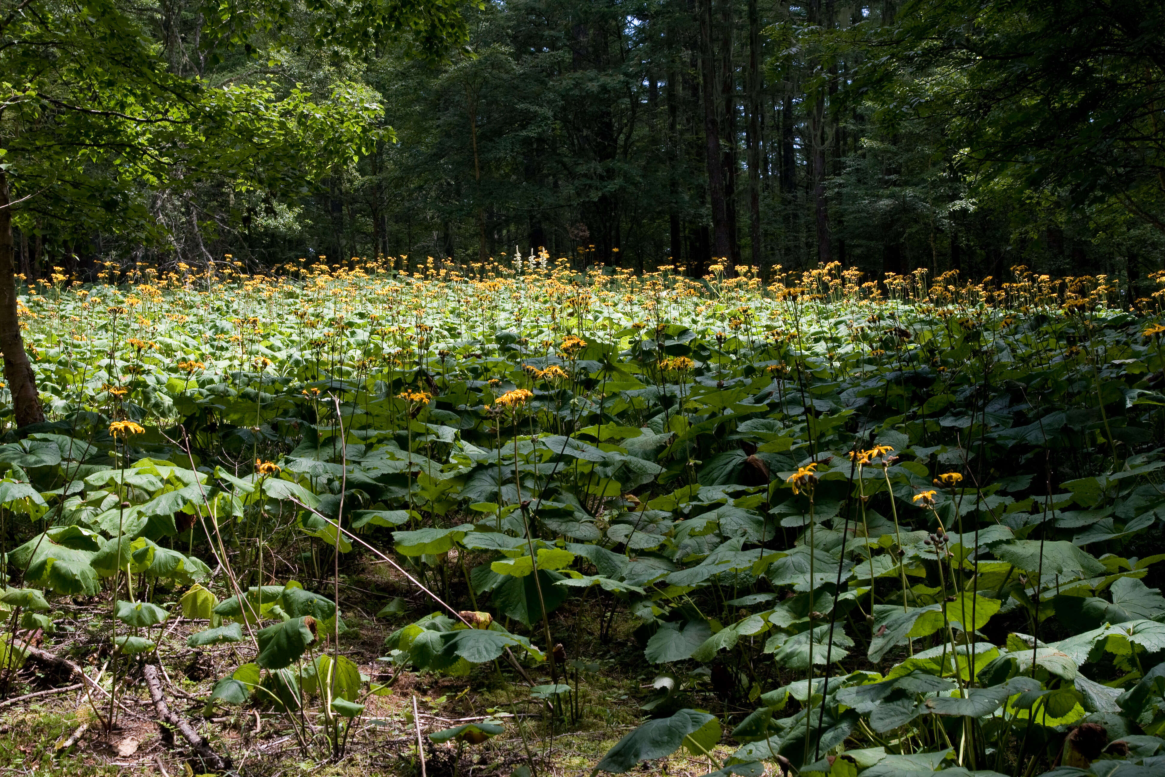 Image of summer ragwort