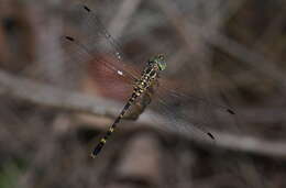Image of Common Archtail