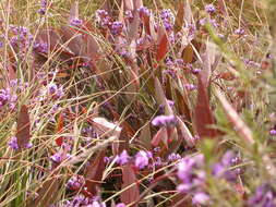 Image of coral-pea