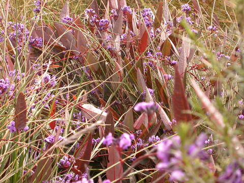 Image of coral-pea