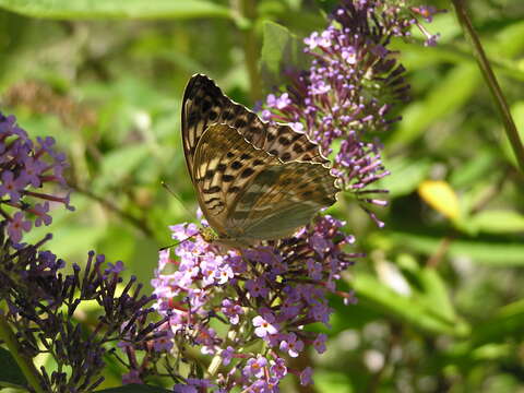 Image of silver-washed fritillary