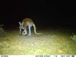 Image of Red kangaroo