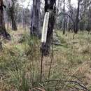 Image of Xanthorrhoea minor subsp. minor