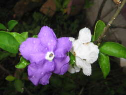 Image of brunfelsia