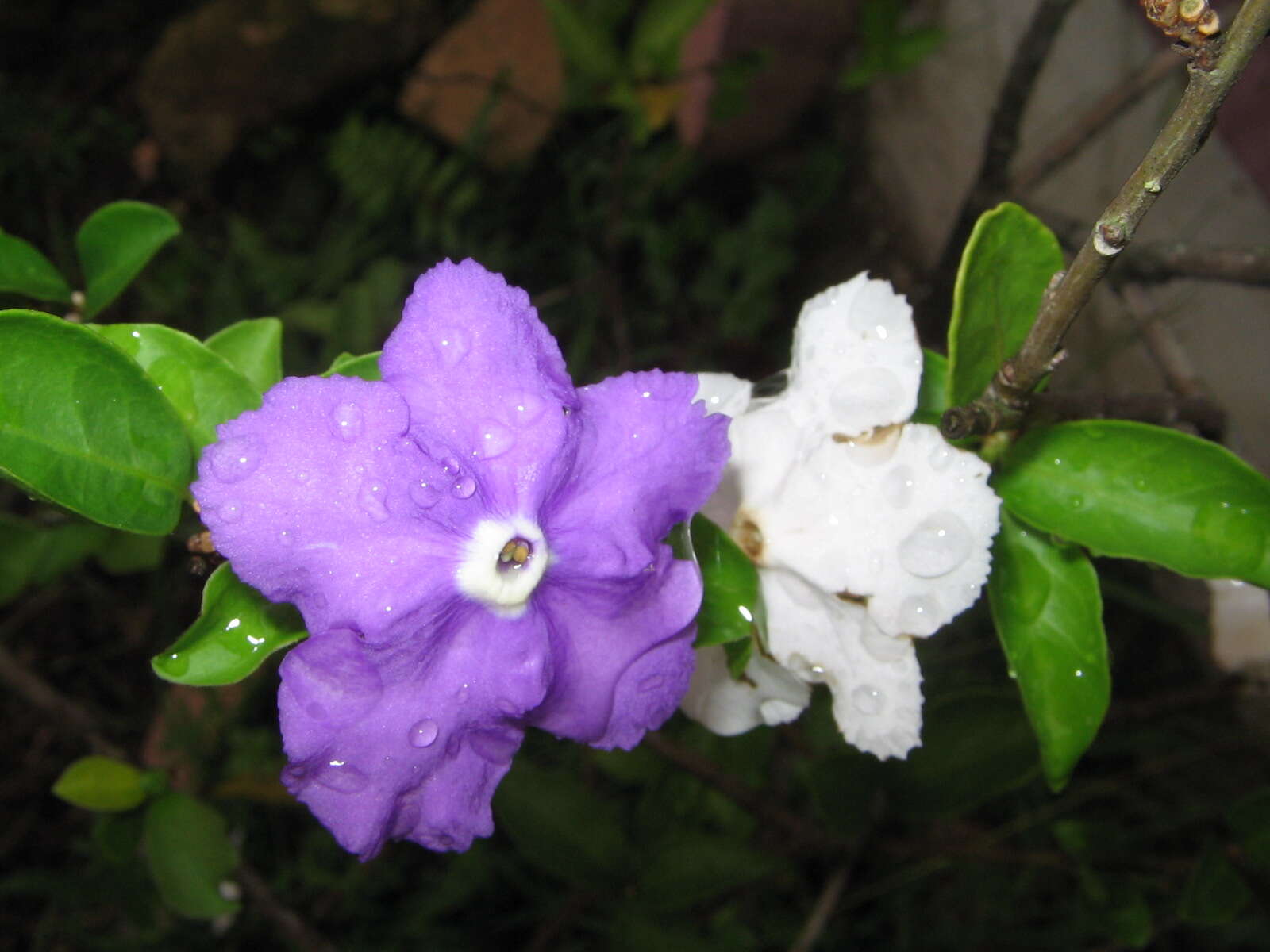 Image de Brunfelsia latifolia (Pohl) Benth.