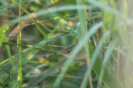 Image of Blunt-winged Warbler