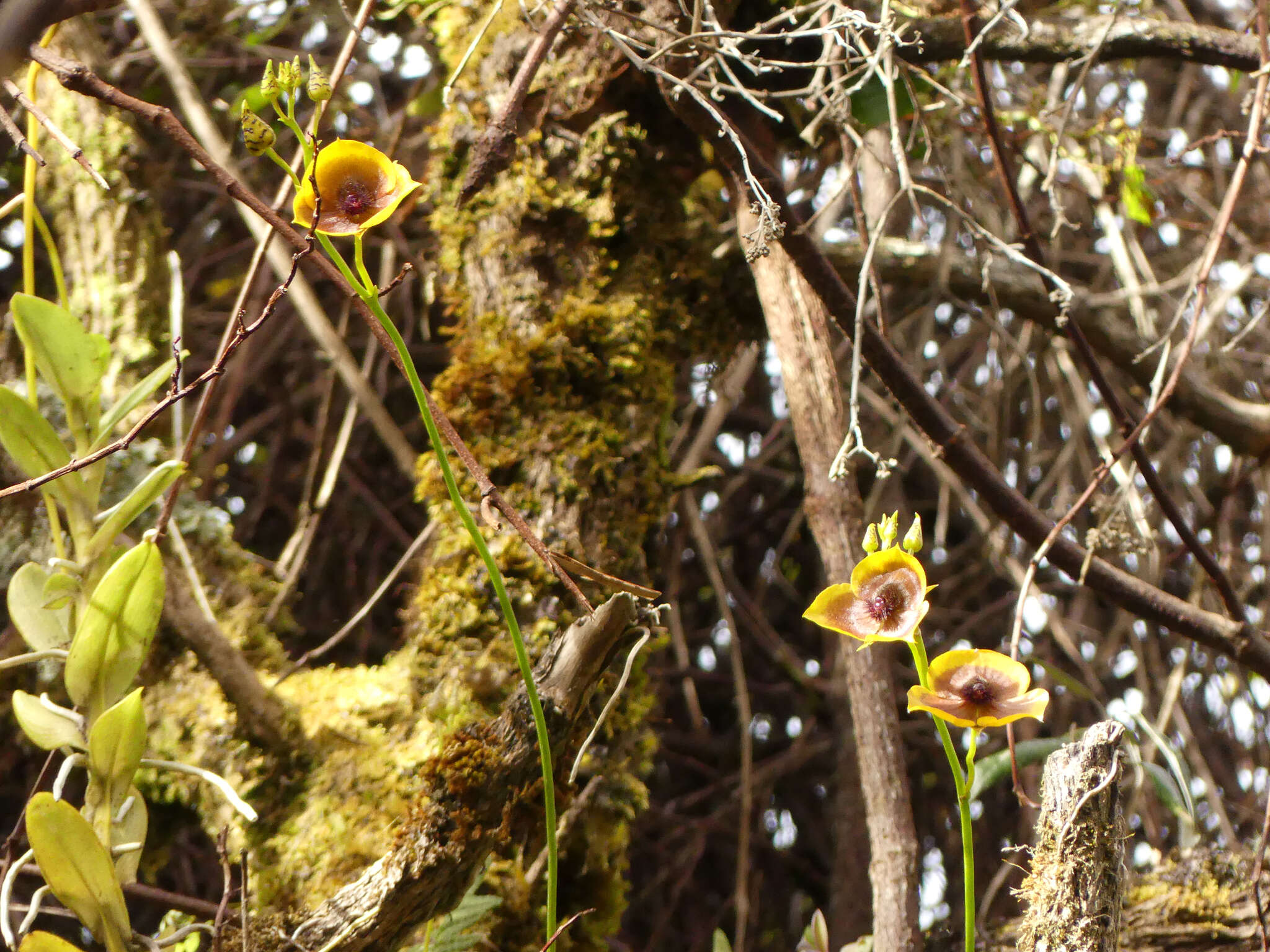 Image of Telipogon costaricensis Schltr.