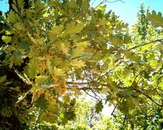 Image of Iberian white oak