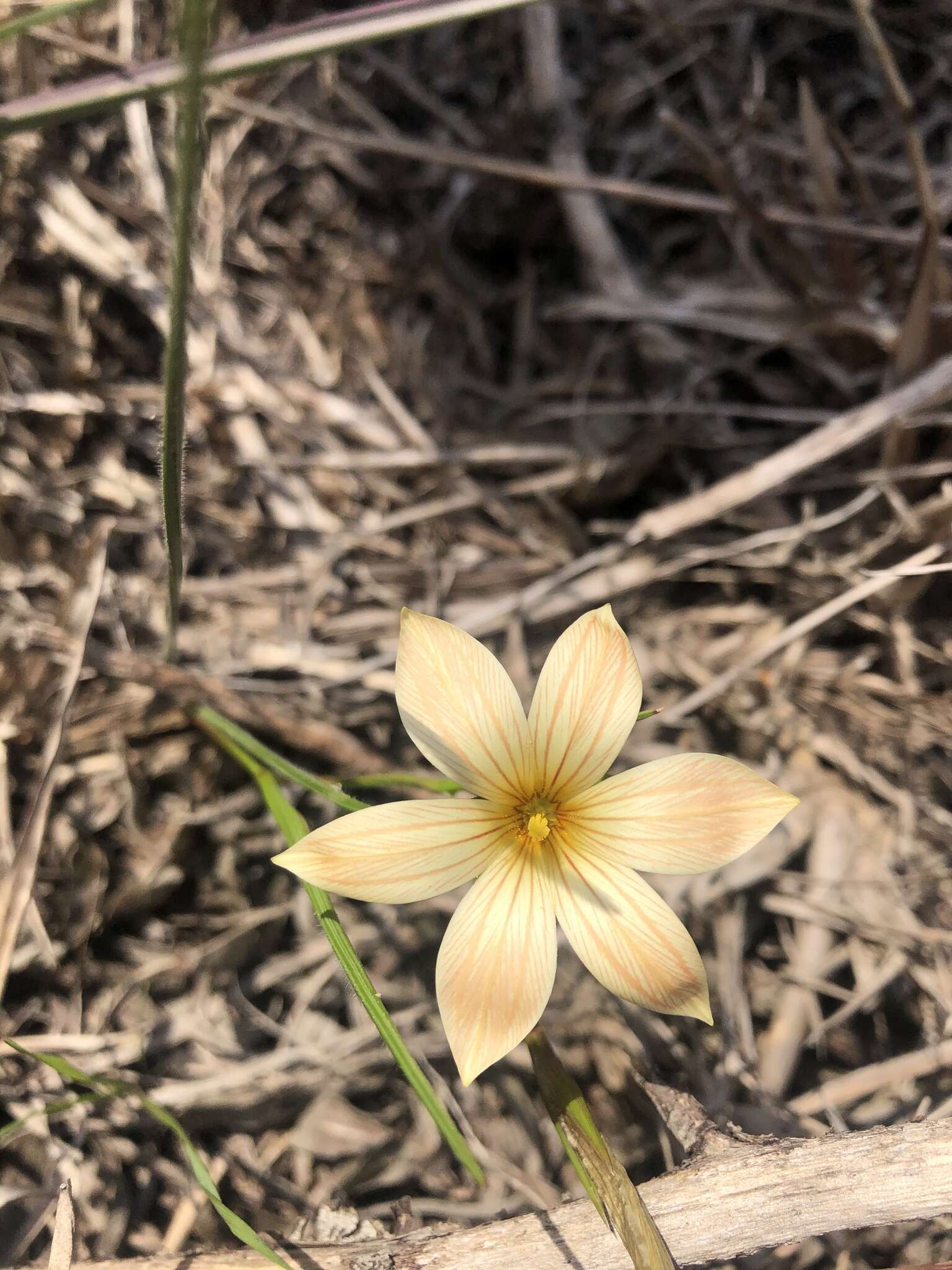 Image of Romulea longipes Schltr.