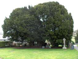 Image of English yew