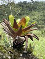 Imagem de Werauhia kupperiana (Suess.) J. R. Grant