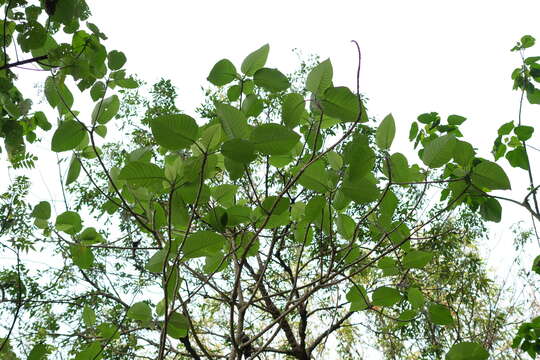 Imagem de Dendrocnide meyeniana (Walp.) Chew