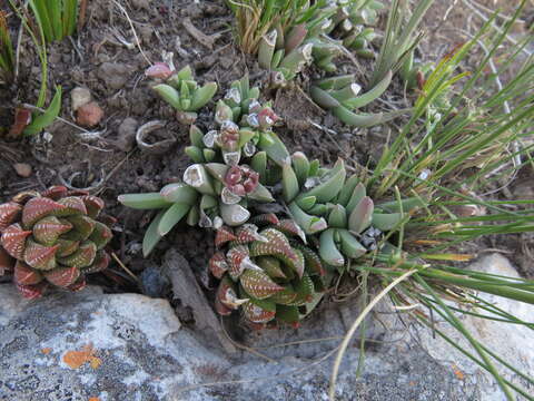 Imagem de Corpuscularia angustipetala (Lavis) H. E. K. Hartmann