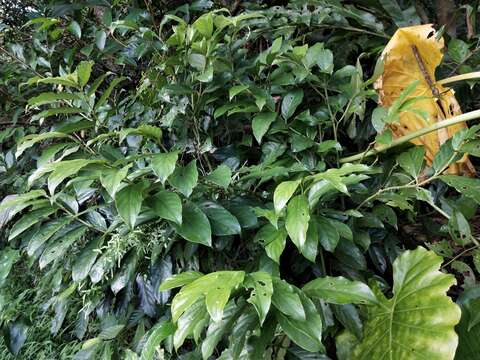 Lasianthus verticillatus (Lour.) Merr. resmi