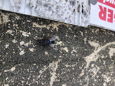 Image of New Zealand blue blowfly