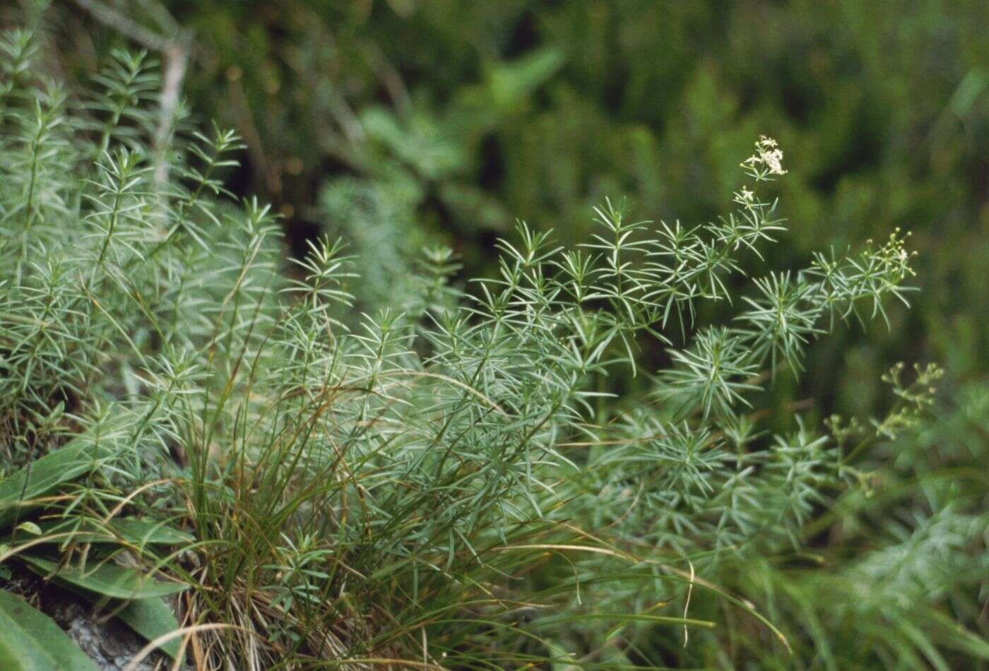 Image of Galium lucidum All.