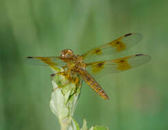 Image of Mexican Amberwing