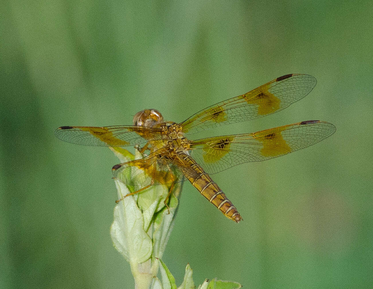 Image of Mexican Amberwing