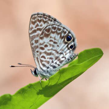 Image of Cassius Blue