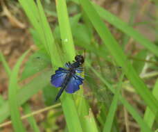 Image of Rhyothemis triangularis Kirby 1889