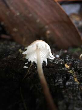 Image of Cystolepiota sistrata (Fr.) Singer ex Bon & Bellù 1985