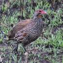 Image of Grey-breasted Francolin