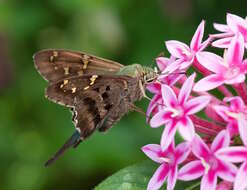 Image of Long-tailed Skipper