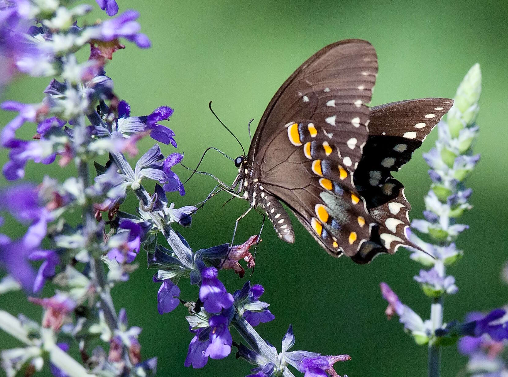 Papilio troilus Linnaeus 1758 resmi