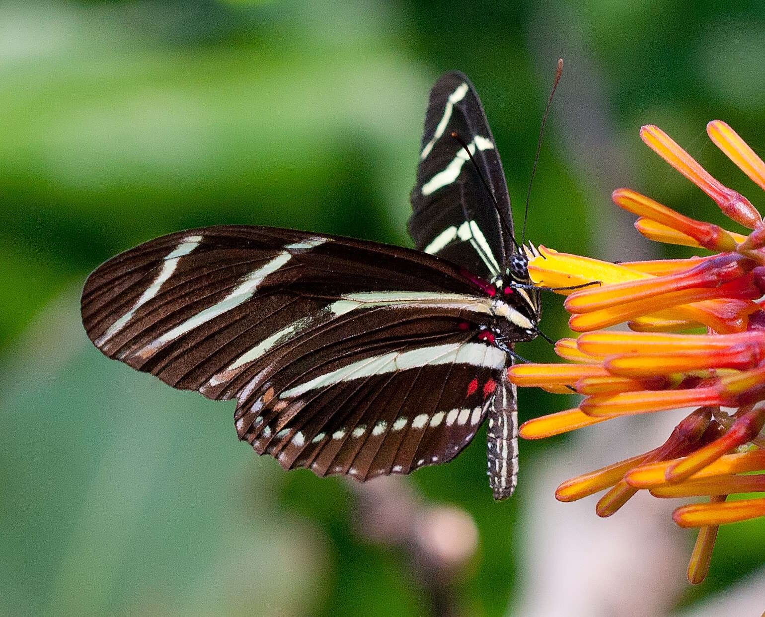 Image of Zebra Longwing