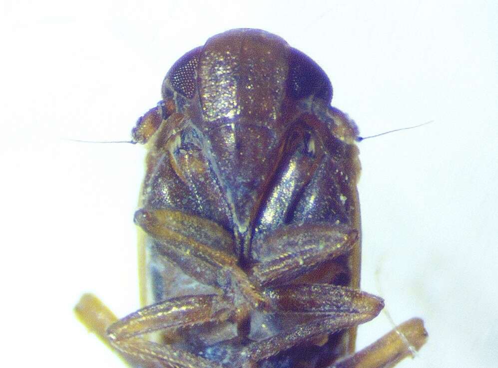 Image of Pareuidella triloba (Metcalf 1923)