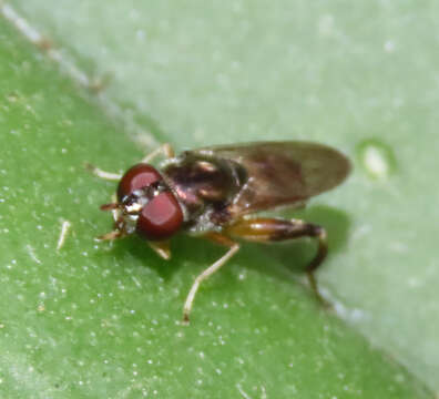 Image of Chalcosyrphus metallicus (Wiedemann 1830)