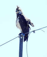 Image of Chaco Eagle