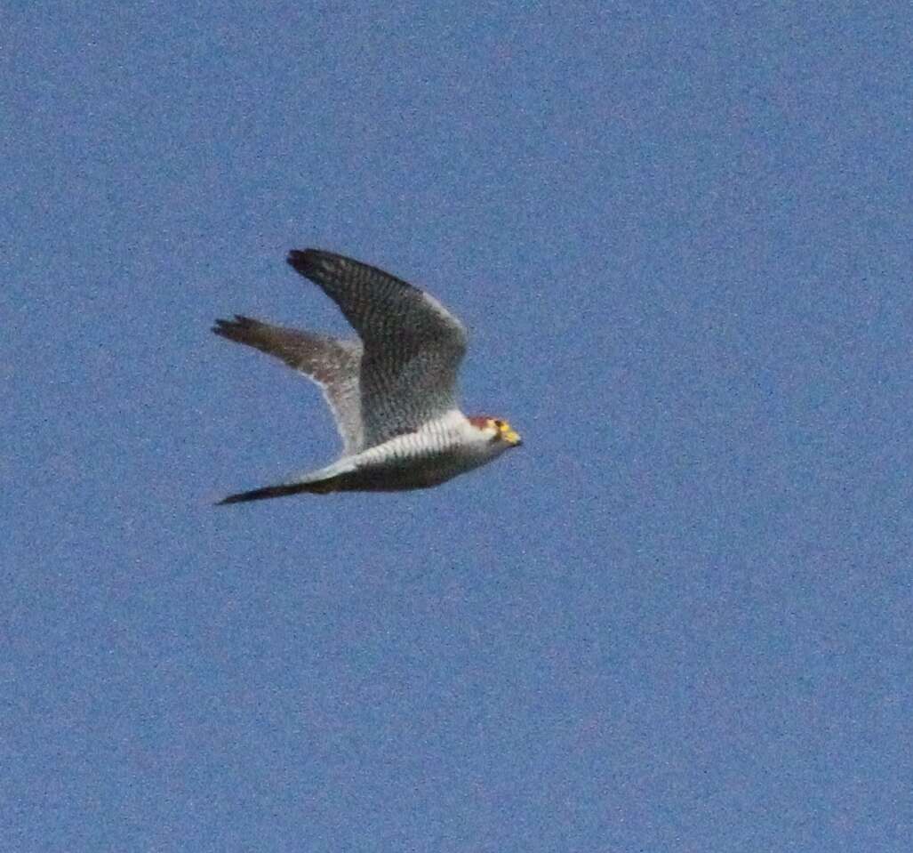 Image of Red-headed Falcon