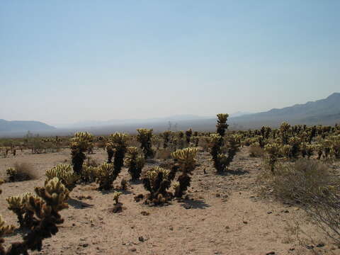 Слика од Yucca brevifolia Engelm.