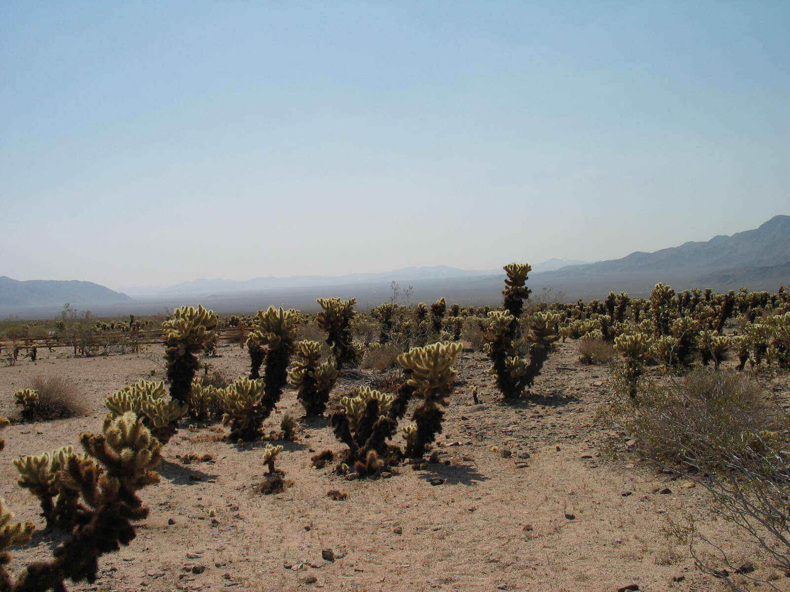 Слика од Yucca brevifolia Engelm.