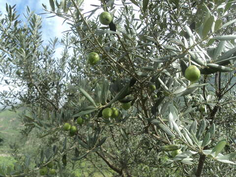 Image of olive tree