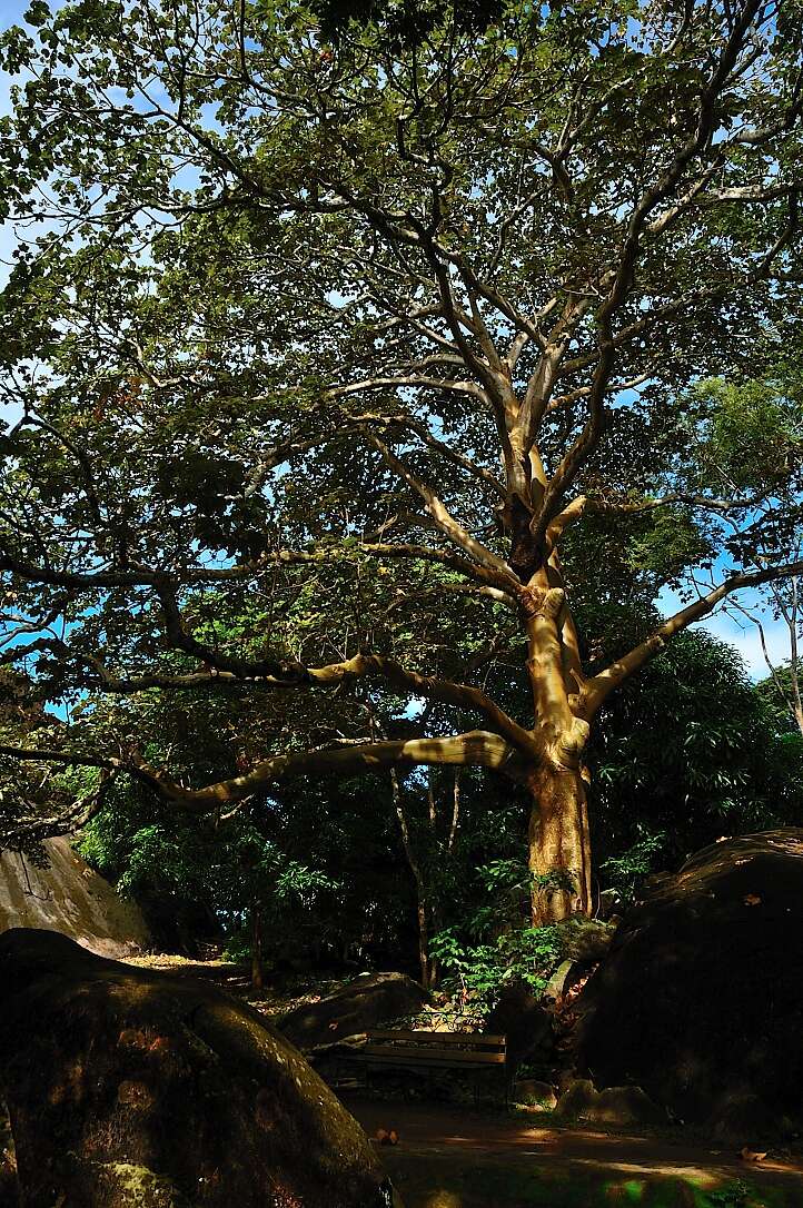 Слика од Sterculia apetala (Jacq.) Karst.